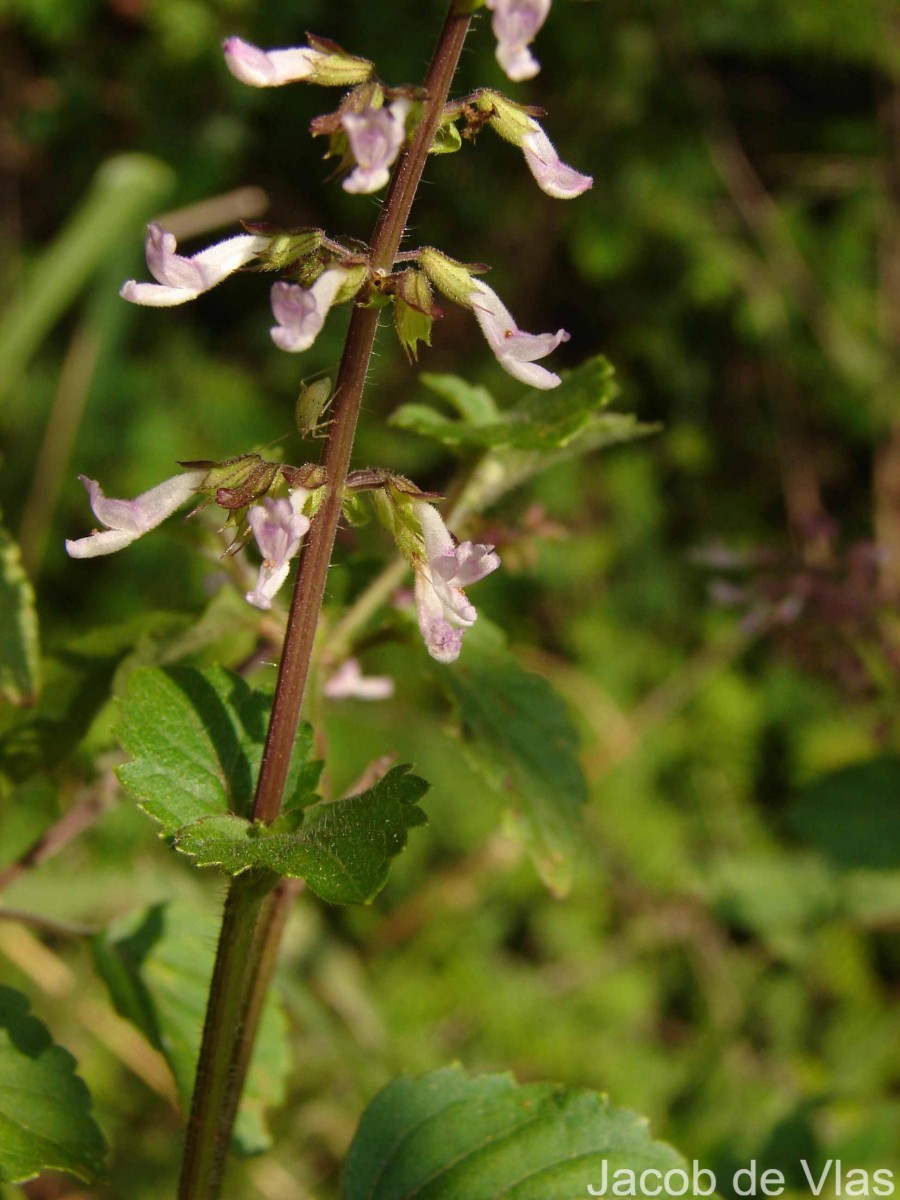 Orthosiphon thymiflorus (Roth) Sleesen